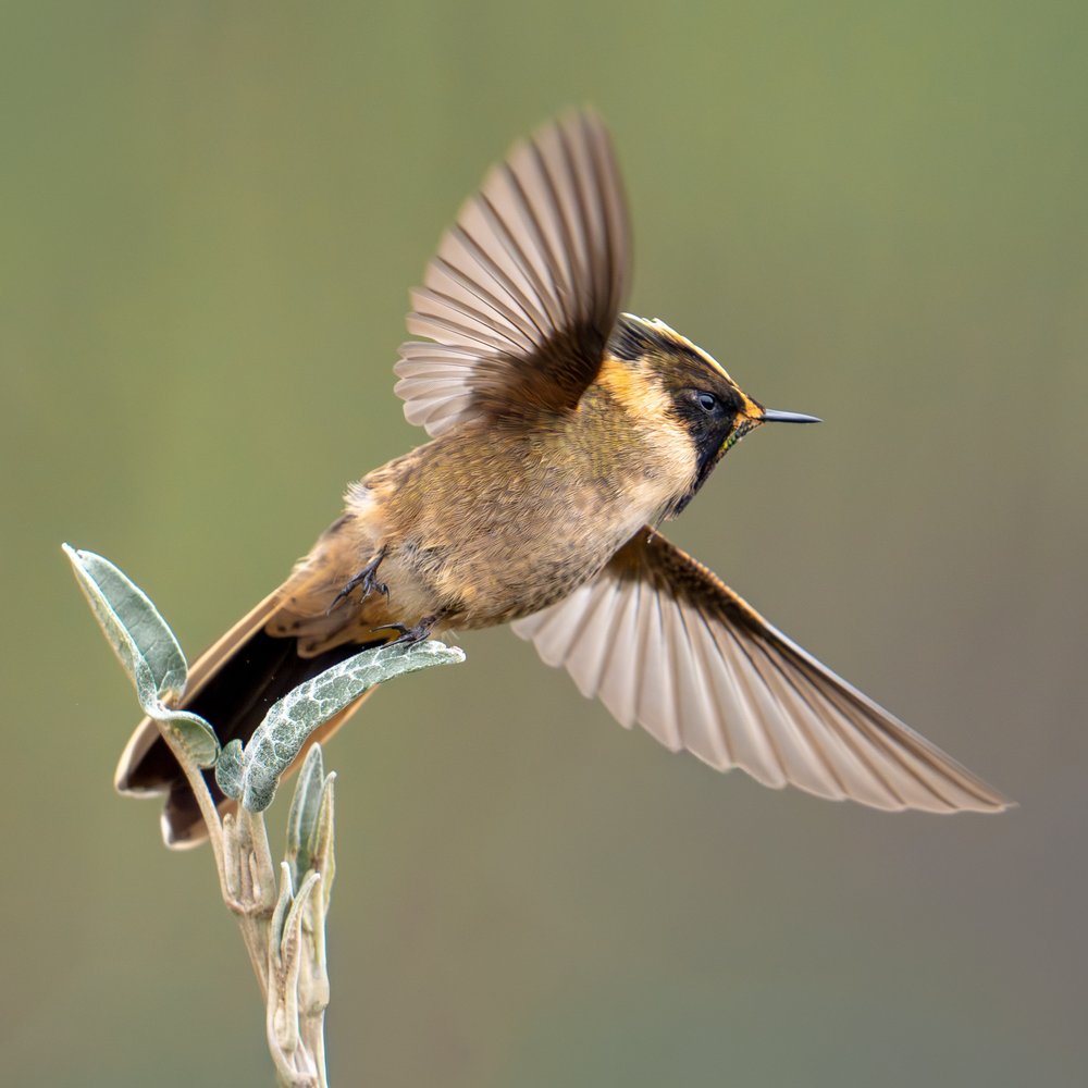 Hummingbird In Flight