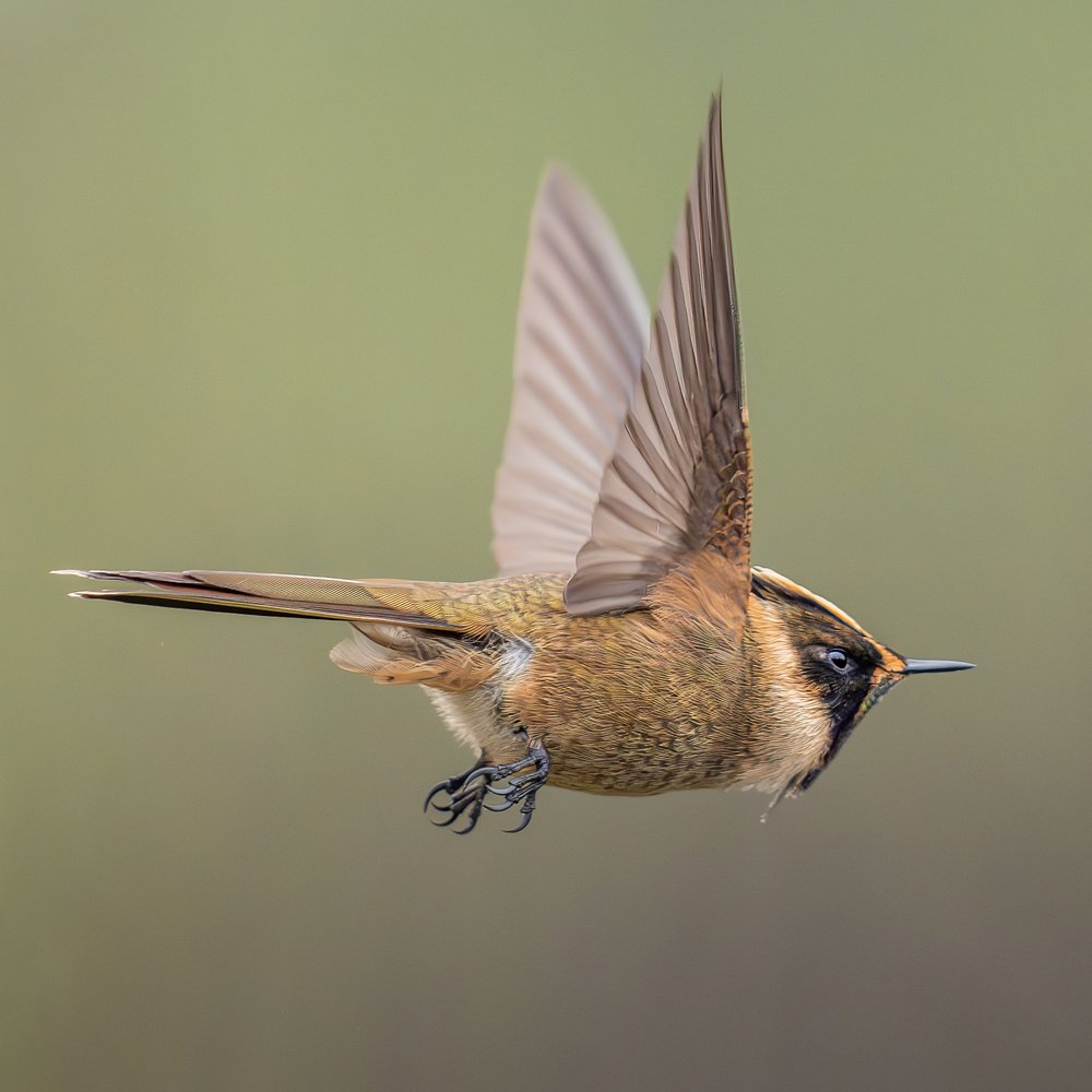 Agile Bird Flight