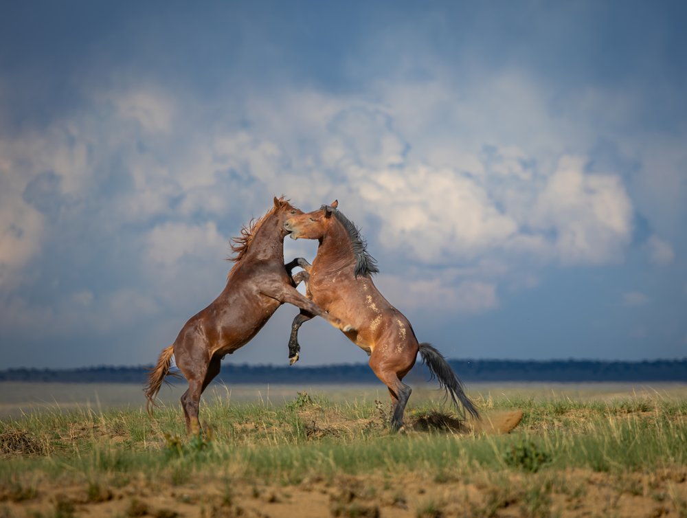 Wild Horses Rearing