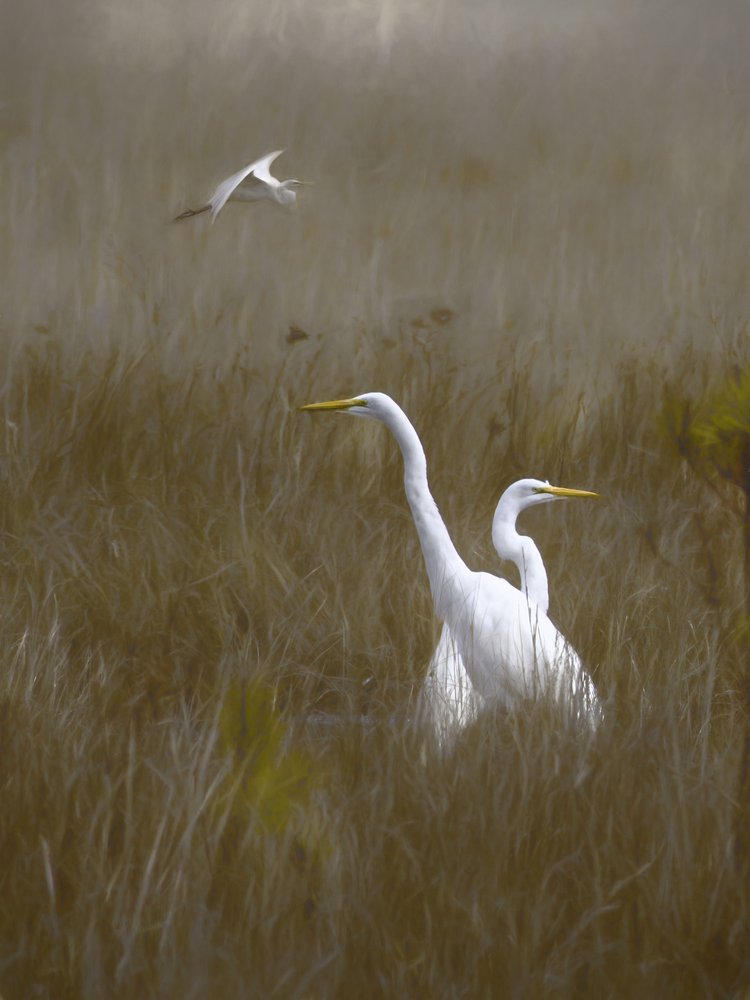 Golden Marsh Egrets