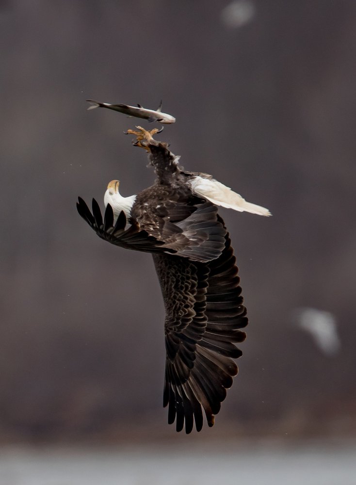 Bald Eagle Hunting Fish