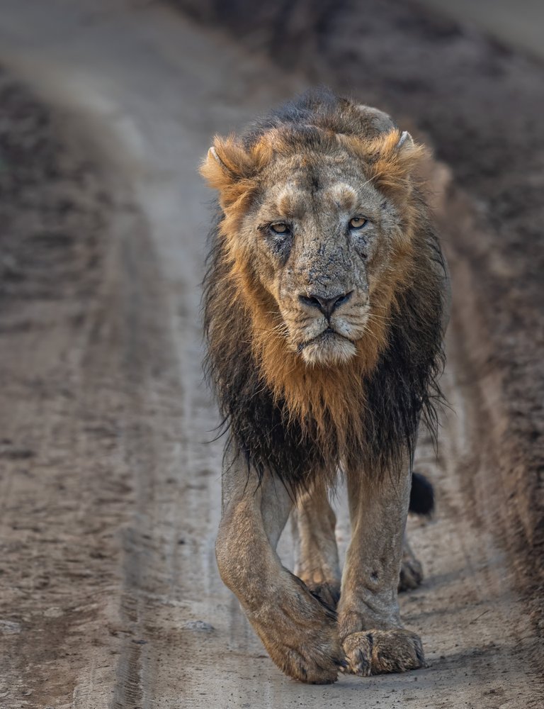 Powerful Lion Stride