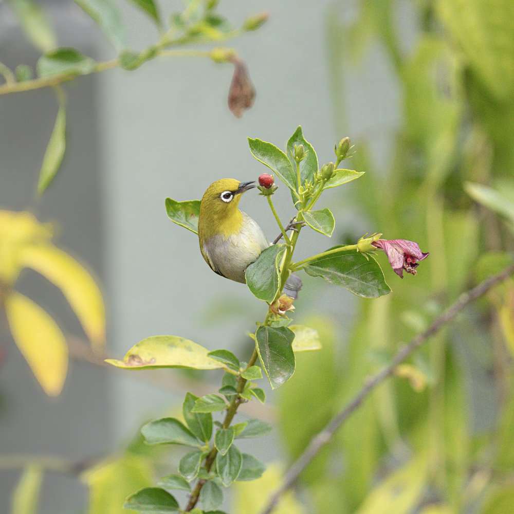 White-eye Bird Feeding