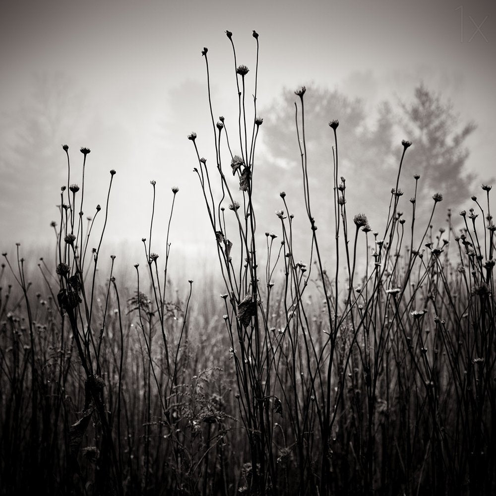 Misty Field Stems