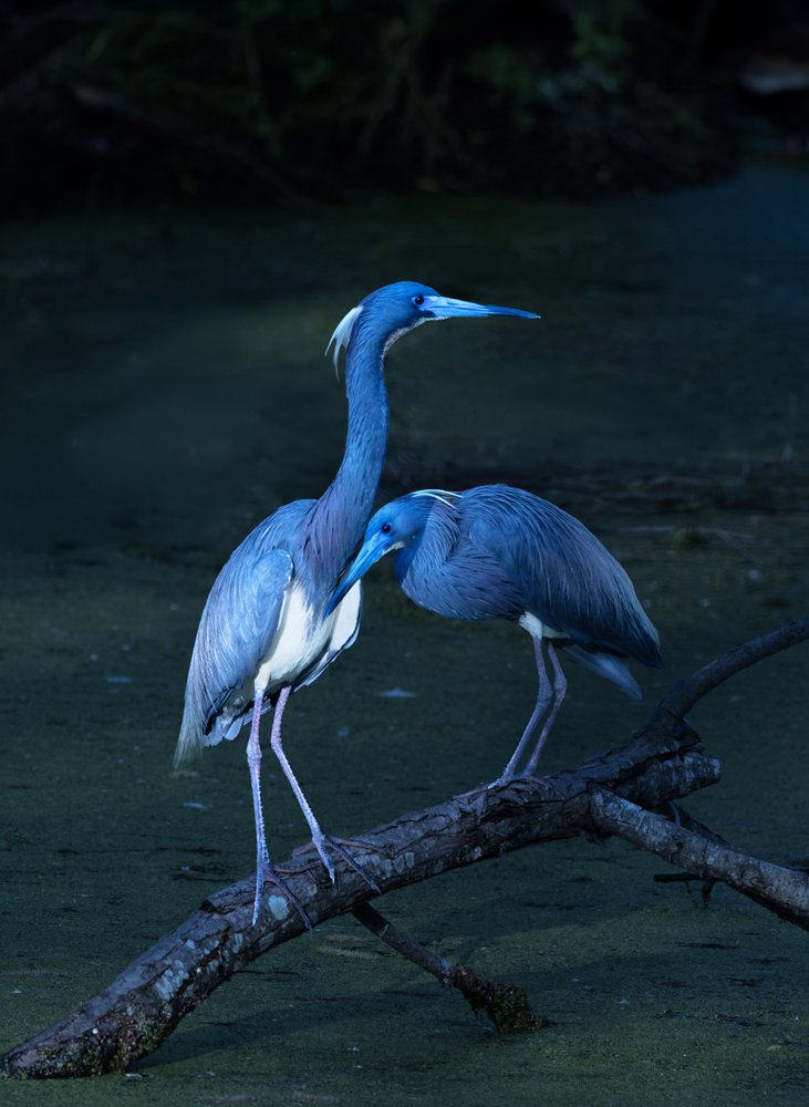 Pair of Blue Herons