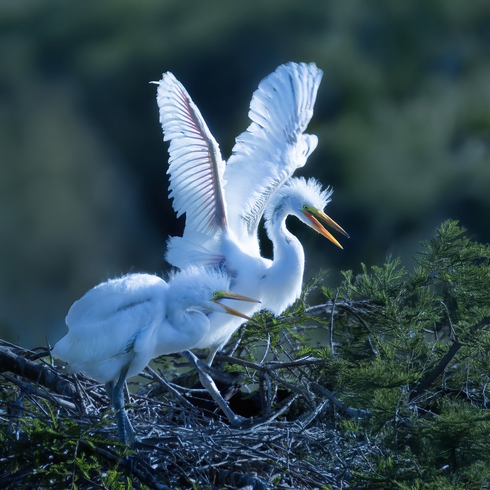 Hungry Egret Chicks