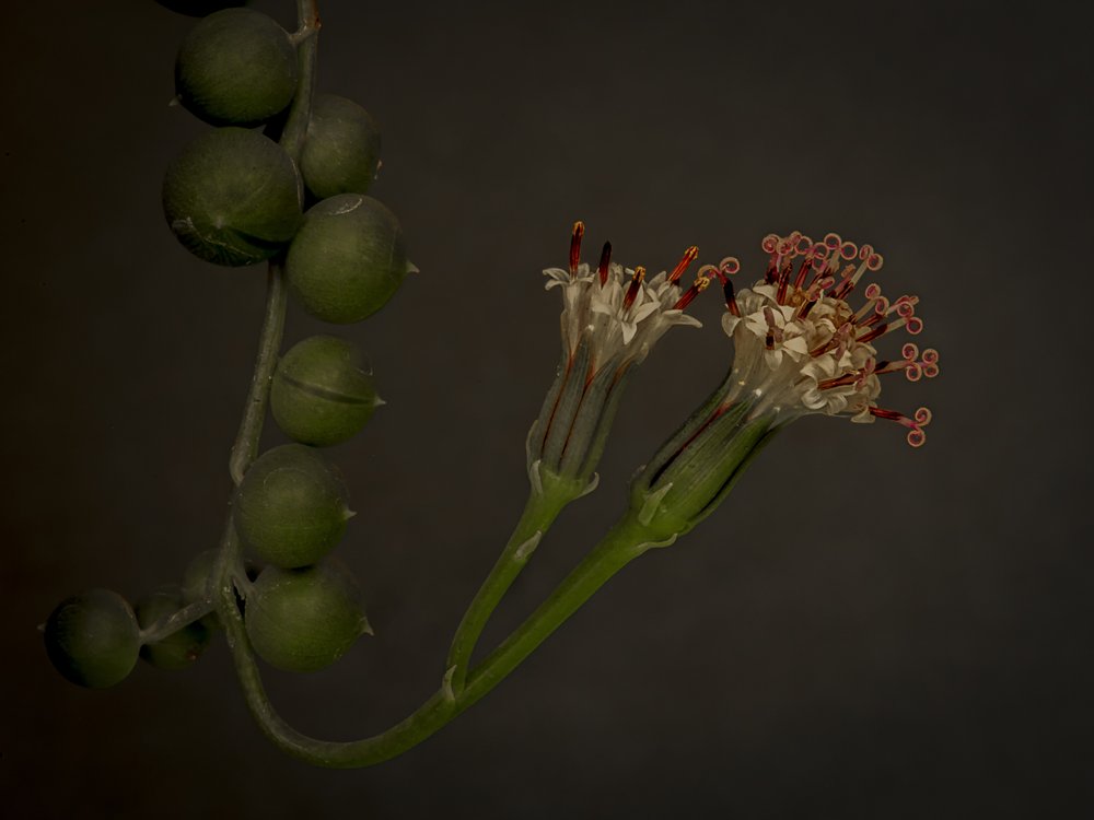 String of Pearls Blooms