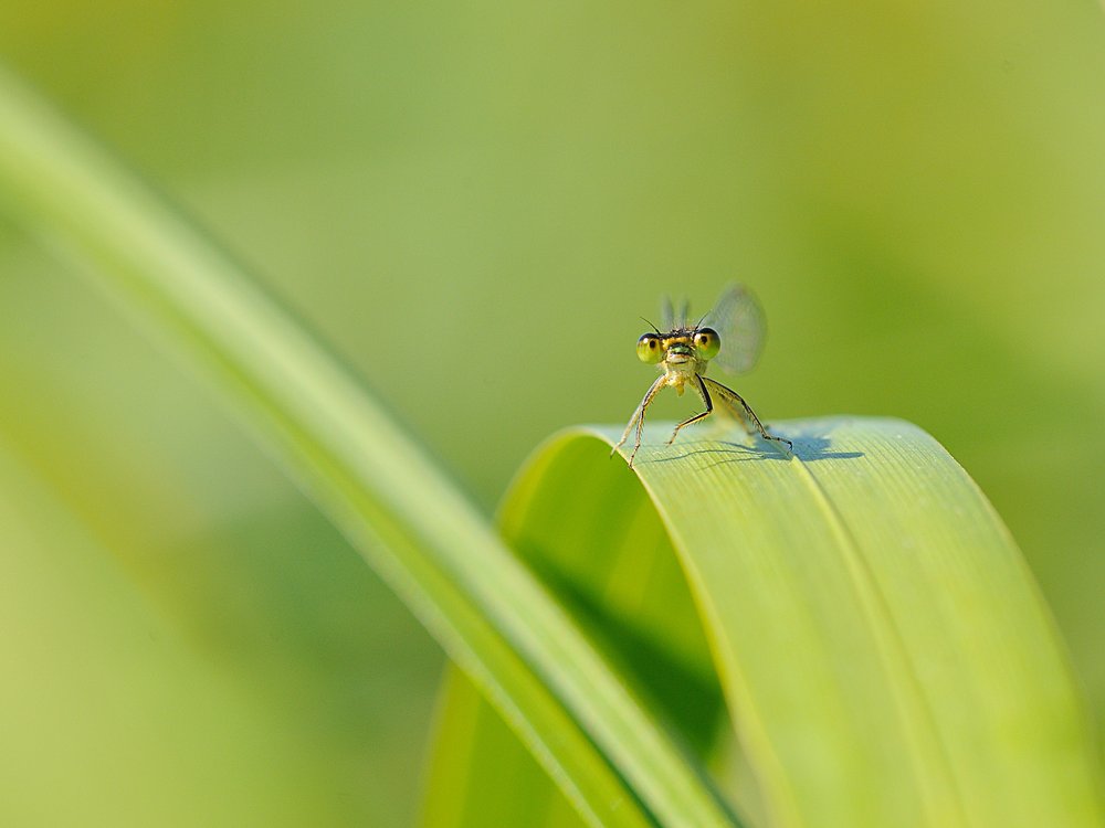 Curious Damselfly on Green Leaf
