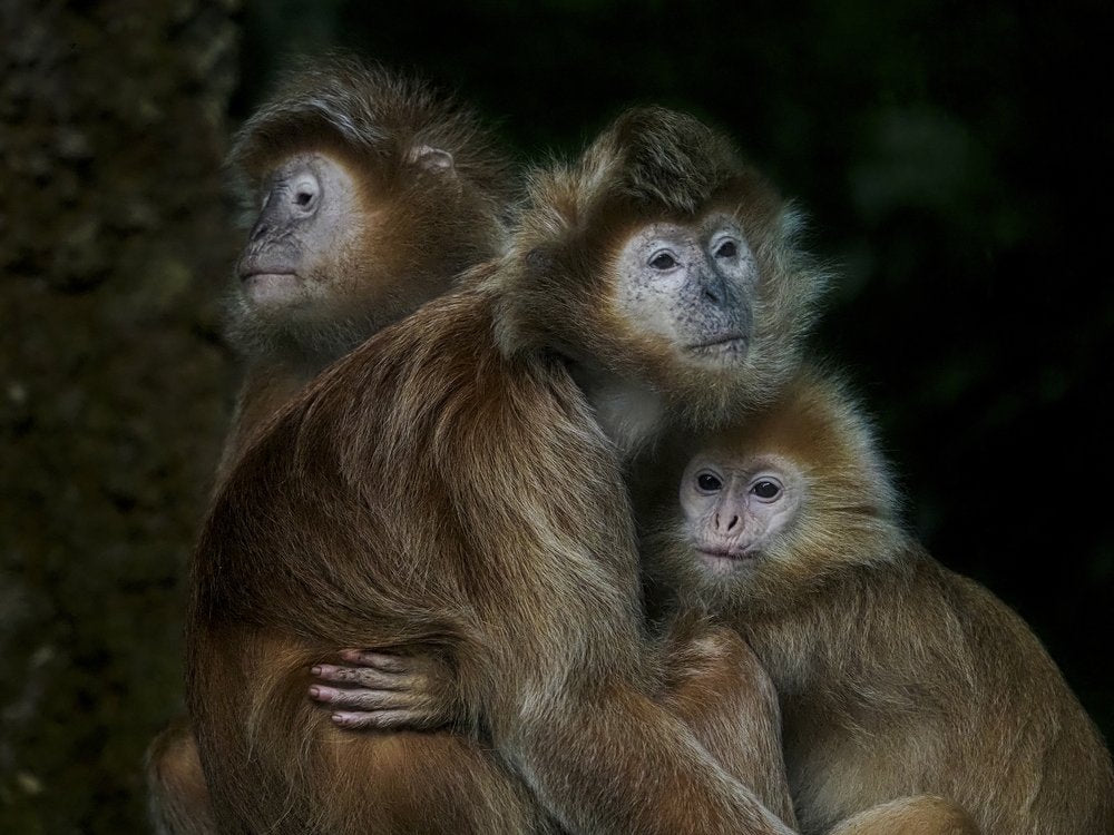 Monkey Family Embrace