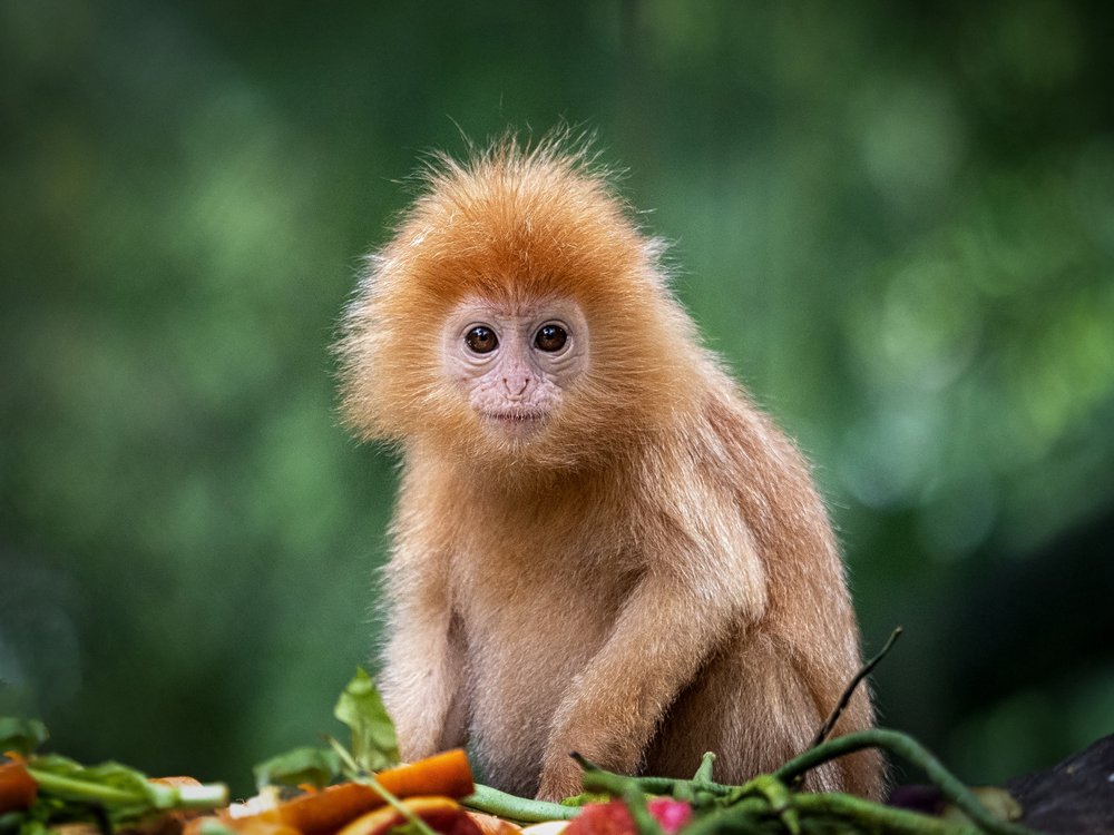 Curious Baby Langur