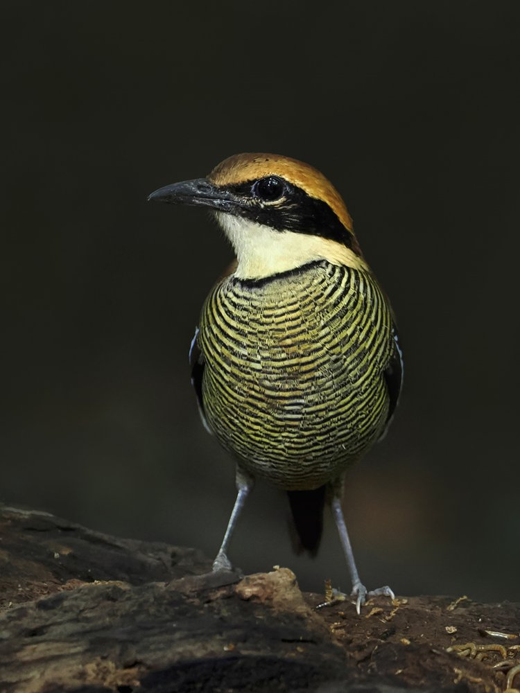 Tropical Striped Pitta