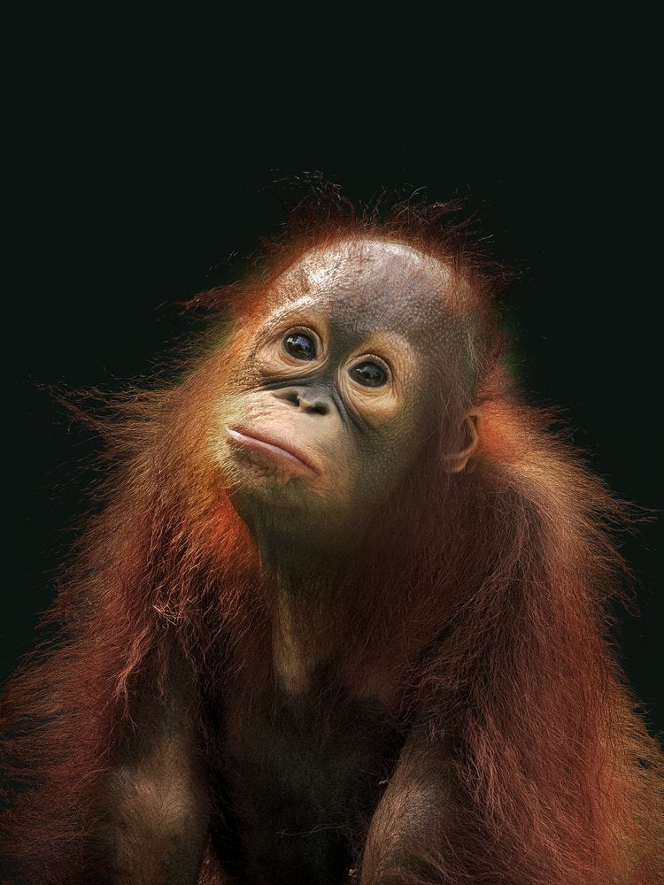 Thoughtful Baby Orangutan