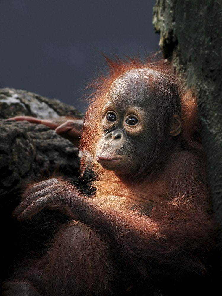 Curious Baby Orangutan