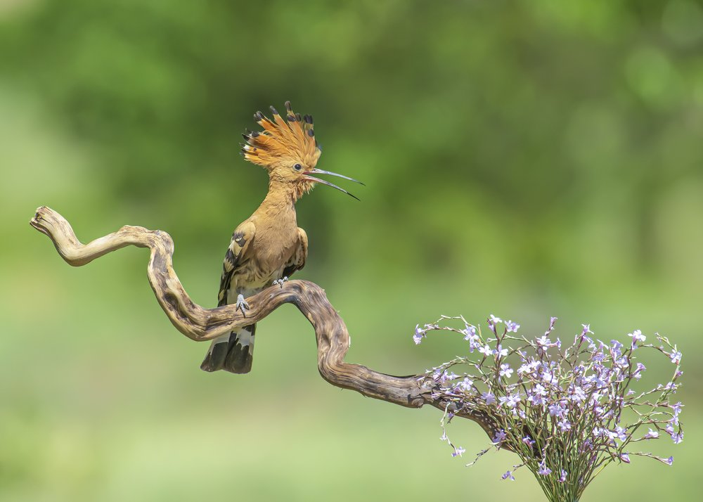 Elegant Hoopoe Bird