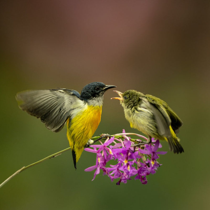 Nurturing Sunbirds