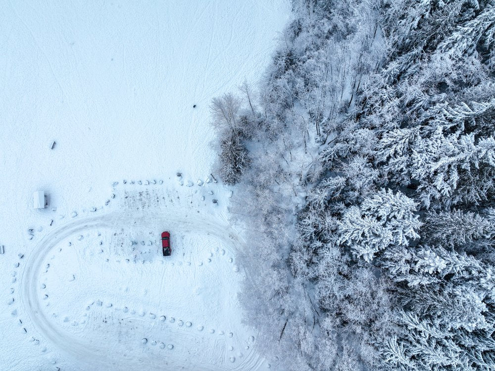 Winter Forest and Tracks