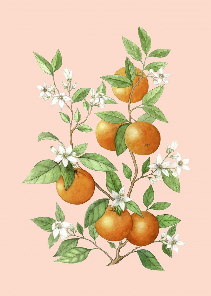 Oranges and Blooms