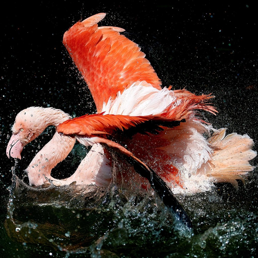 Flamingo Water Splash