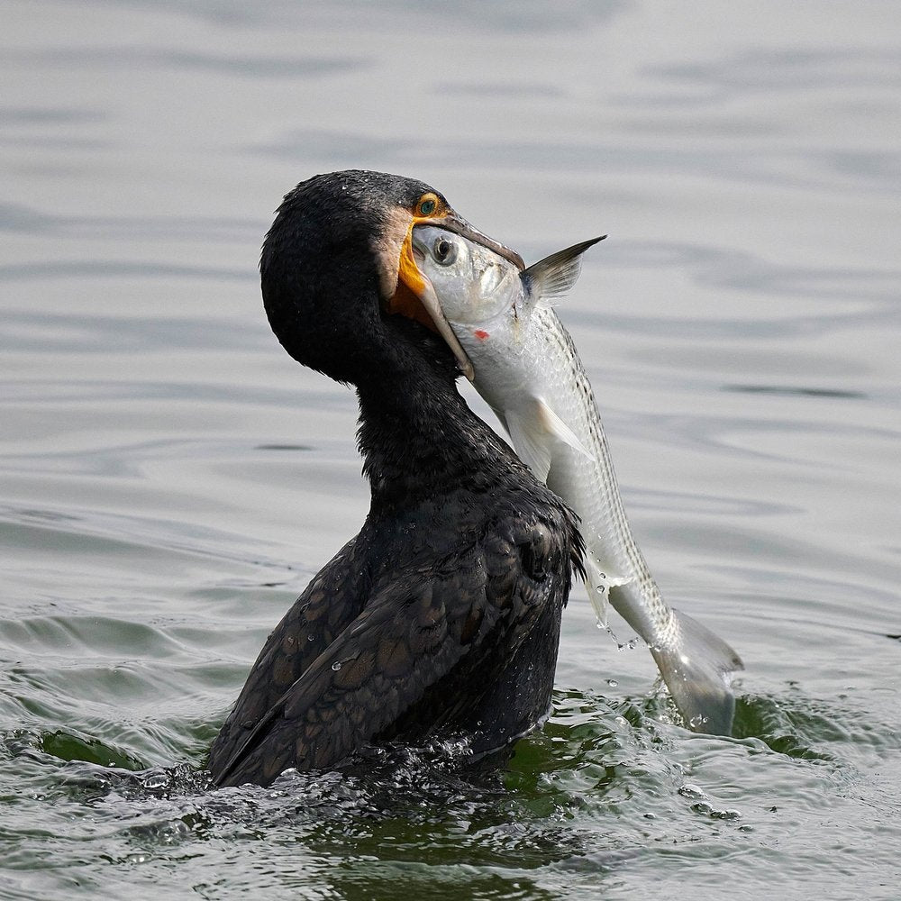 Cormorant With Fish