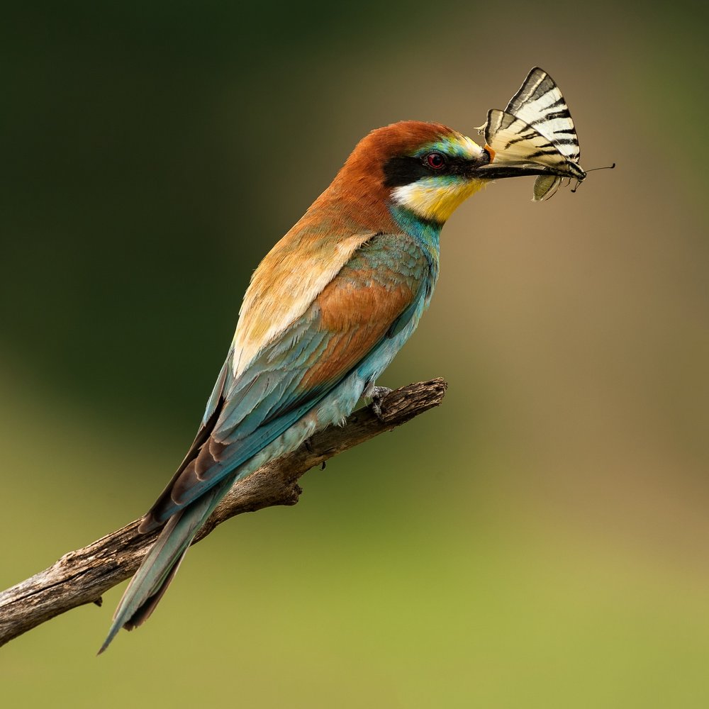 Vibrant Bee-eater Catches Butterfly