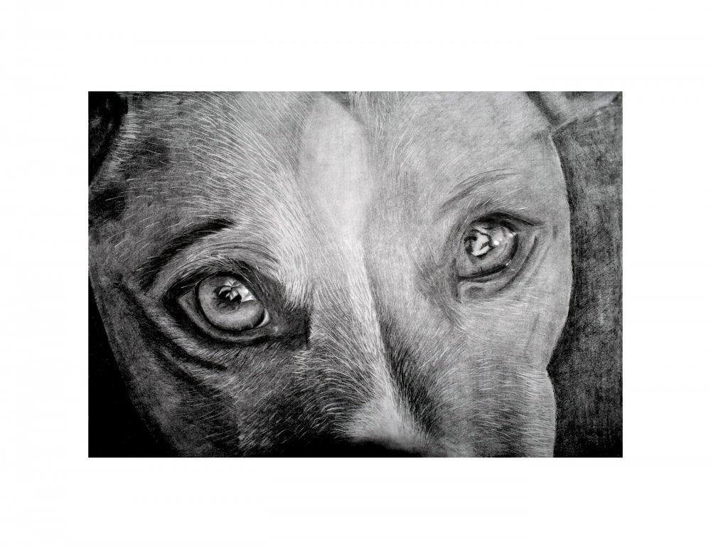Soulful Dog Eyes