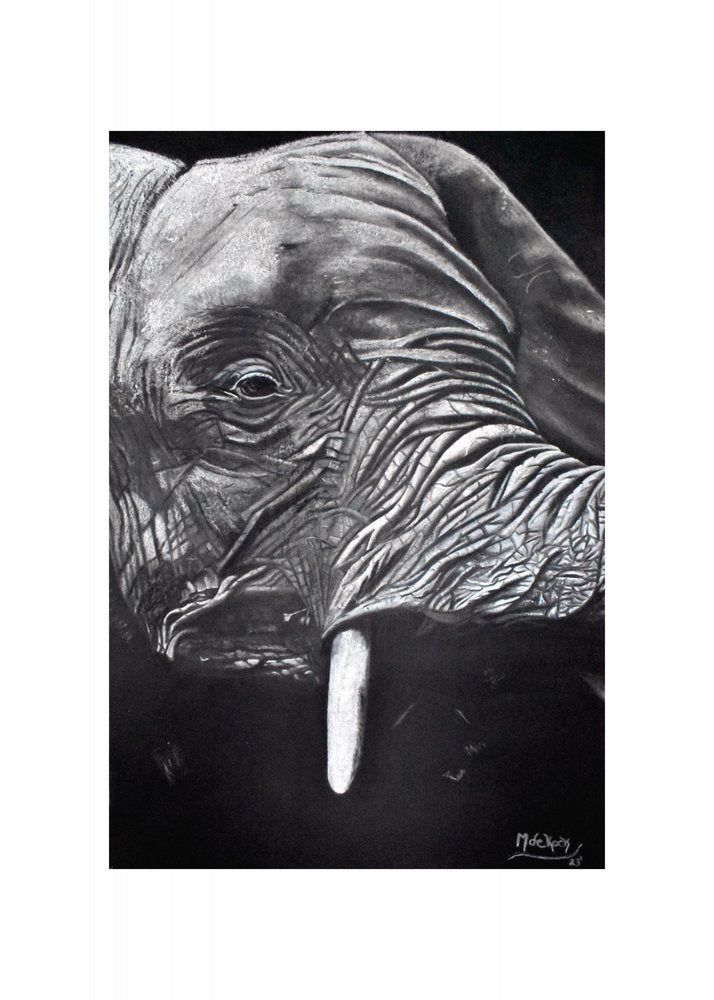 Majestic Elephant Portrait