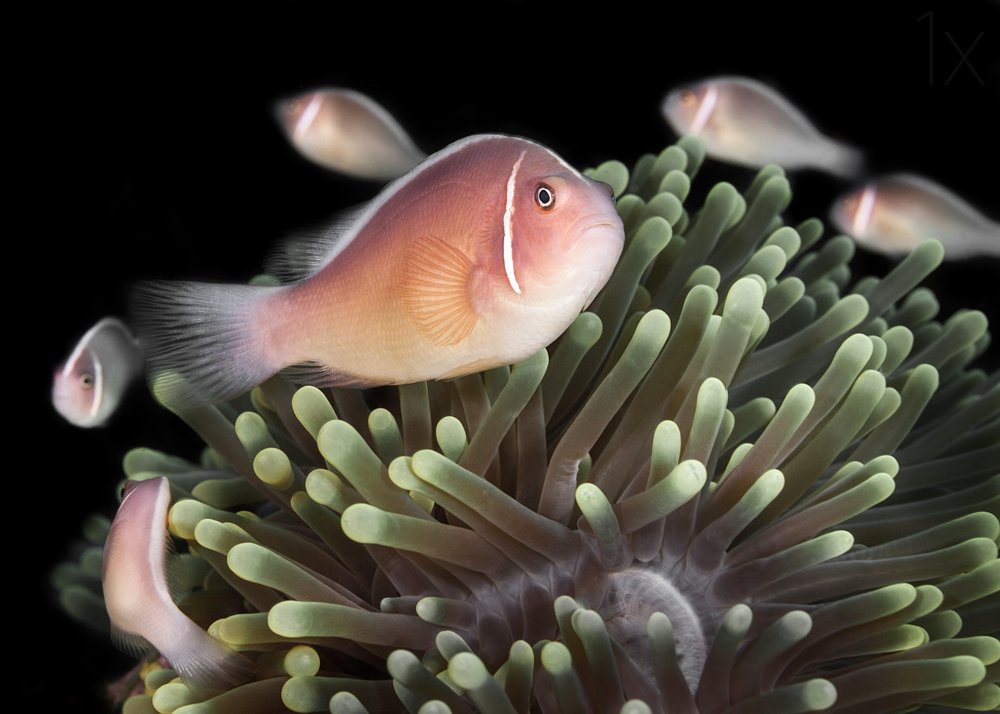 Pink Anemonefish Ocean Home