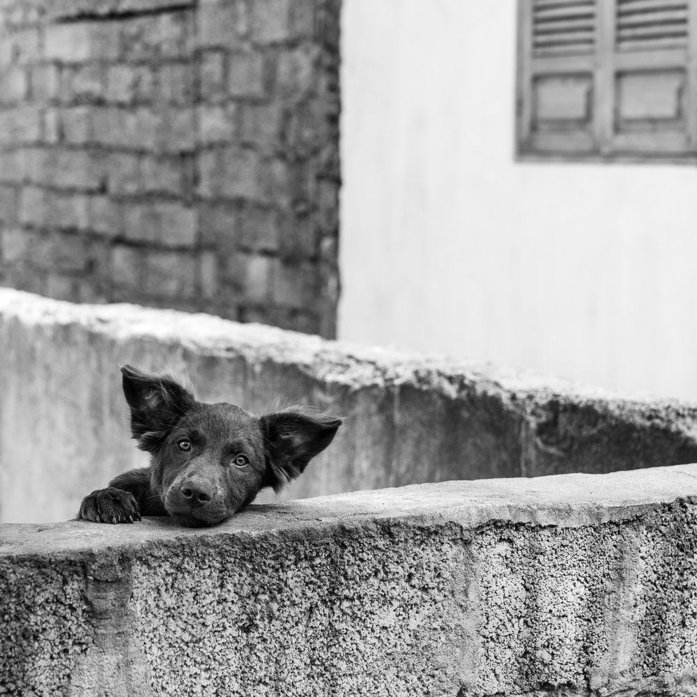 Curious Puppy Peeks