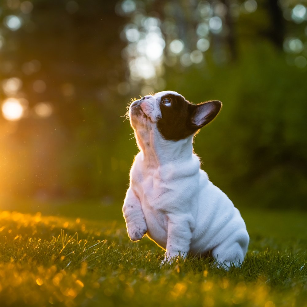 Curious Frenchie Puppy
