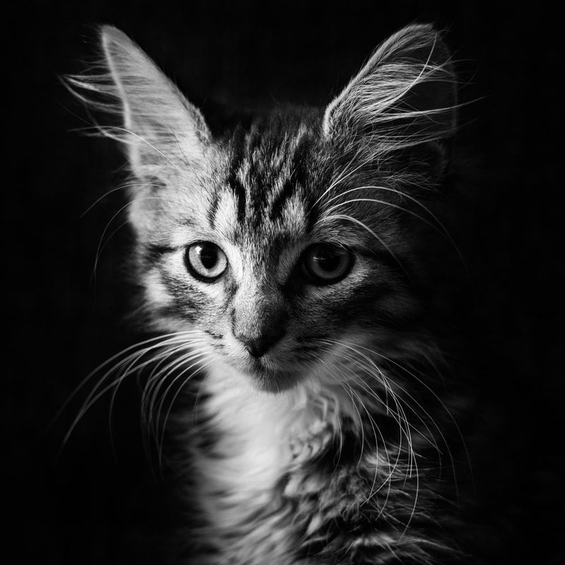 Curious Kitten Gaze
