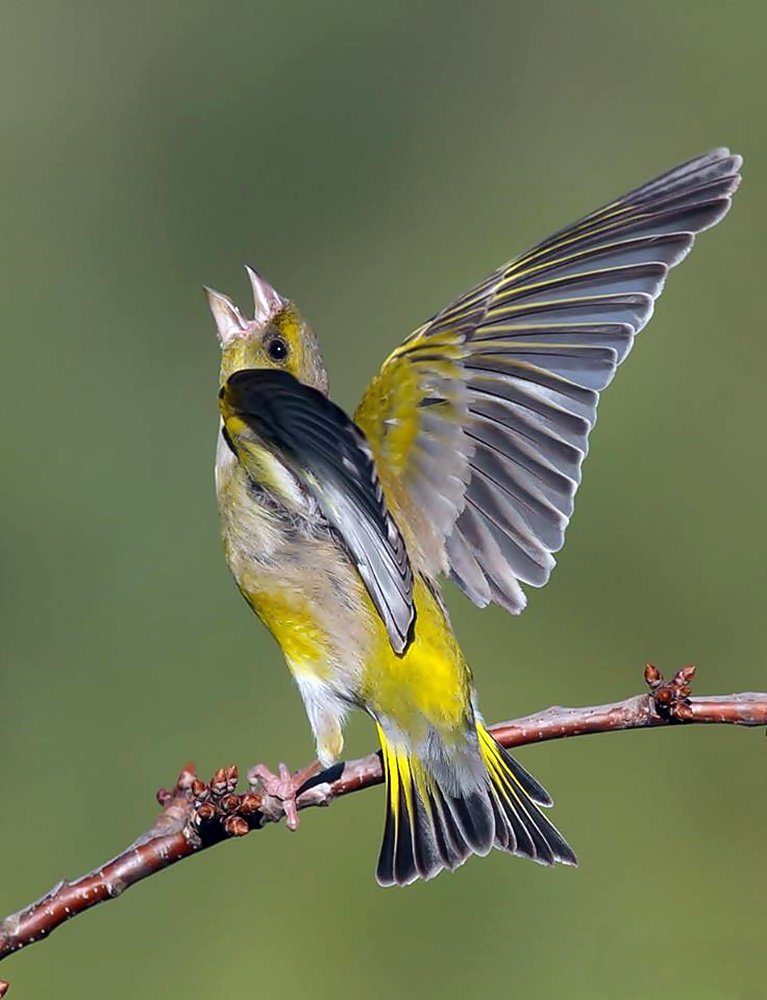 Vibrant Songbird Singing