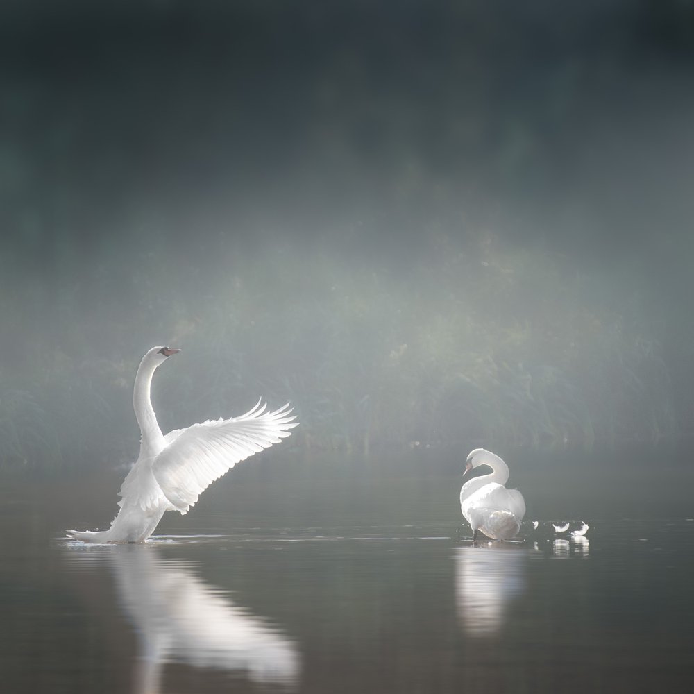 Graceful Swans In Mist