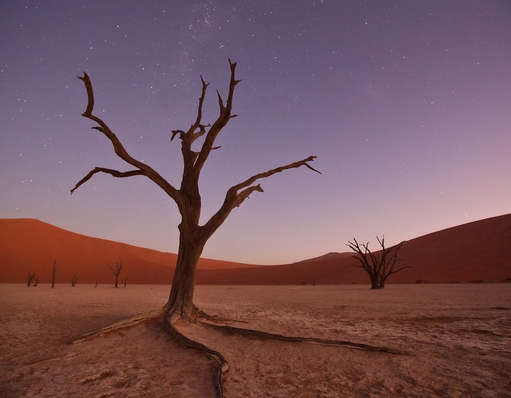 Ancient Trees Under Stars
