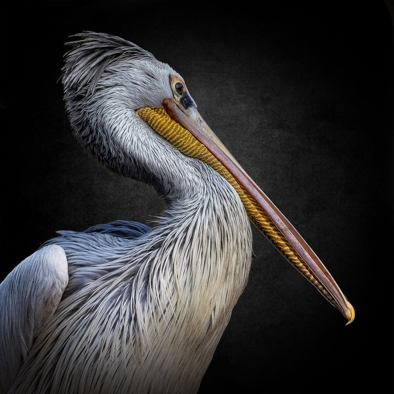 Majestic Pelican Portrait