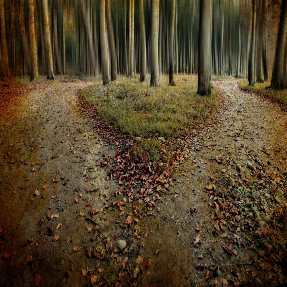 Fork in the Forest Path
