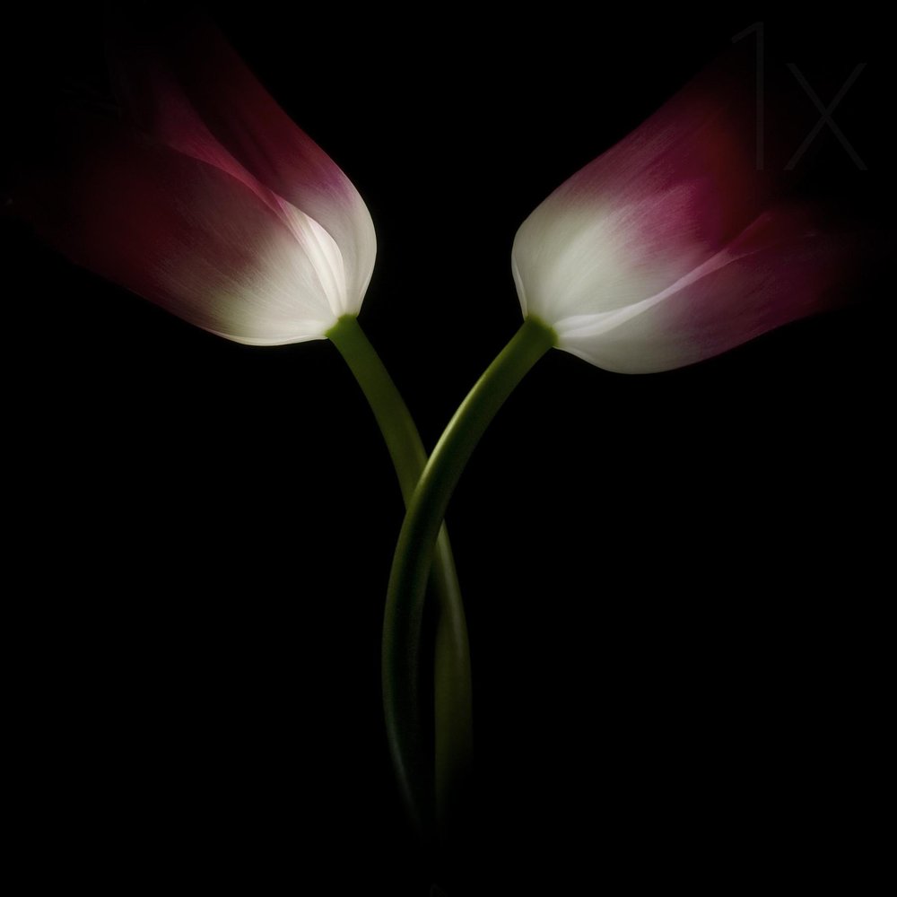 Glowing Romantic Tulips