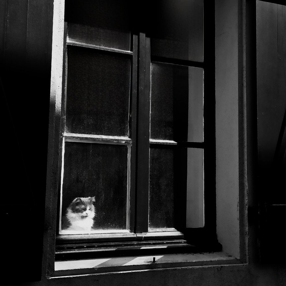 Watchful Window Cat