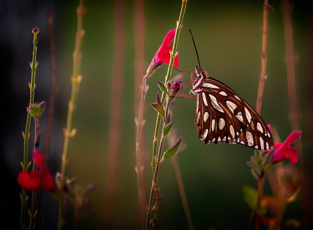 Butterfly on Red Bloom