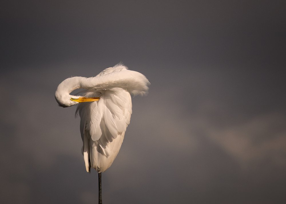 Elegant Egret Preening