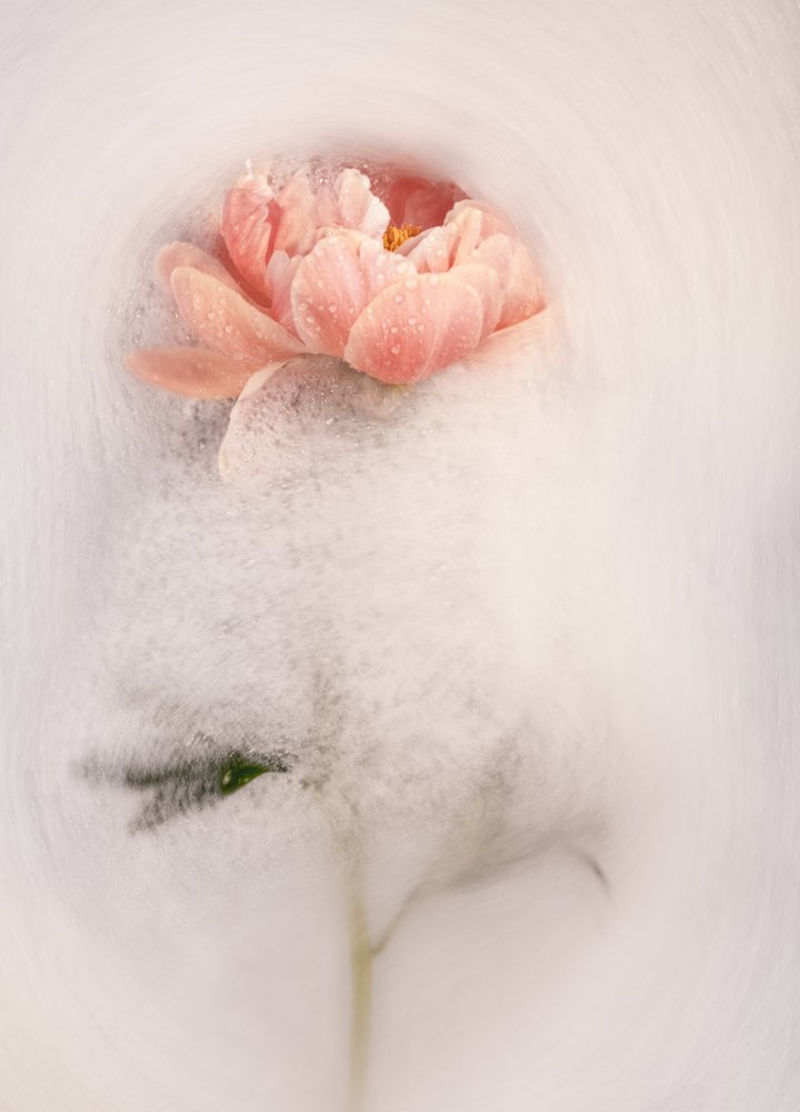 Dreamy Pink Peony