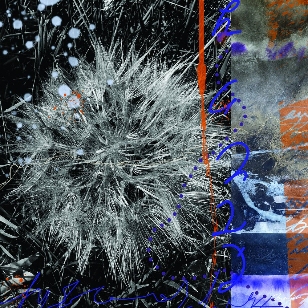 Fluffy Dandelion Splash