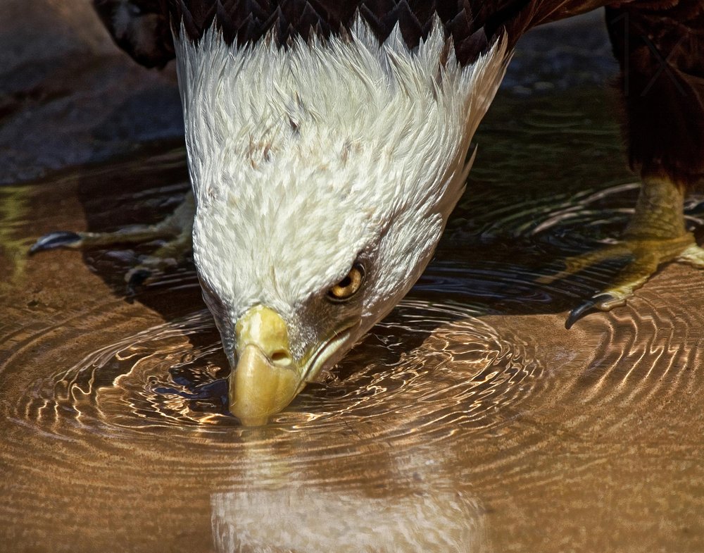 Bald Eagle Drinking Water