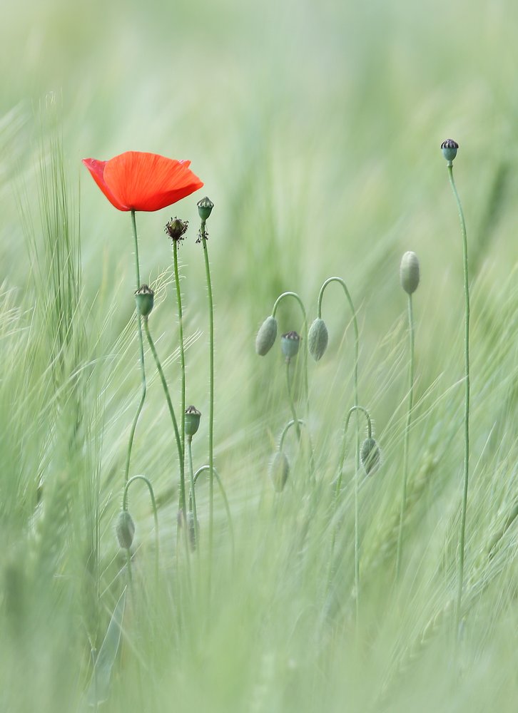 Soft Red Poppy Field