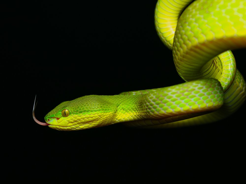 Emerald Viper Tongue
