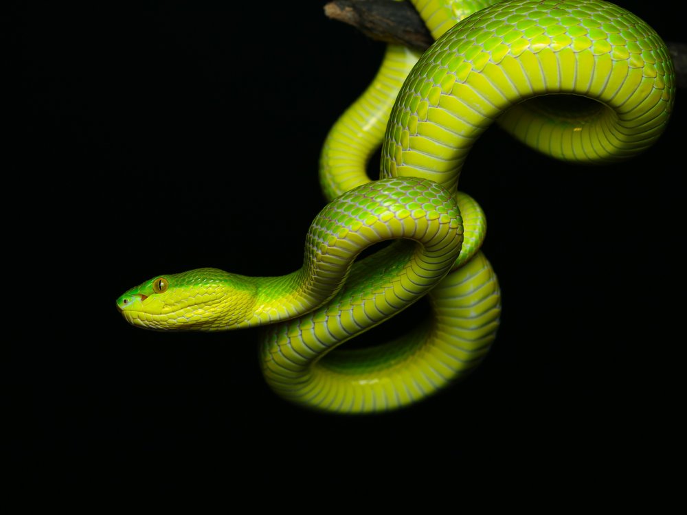 Vivid Green Viper
