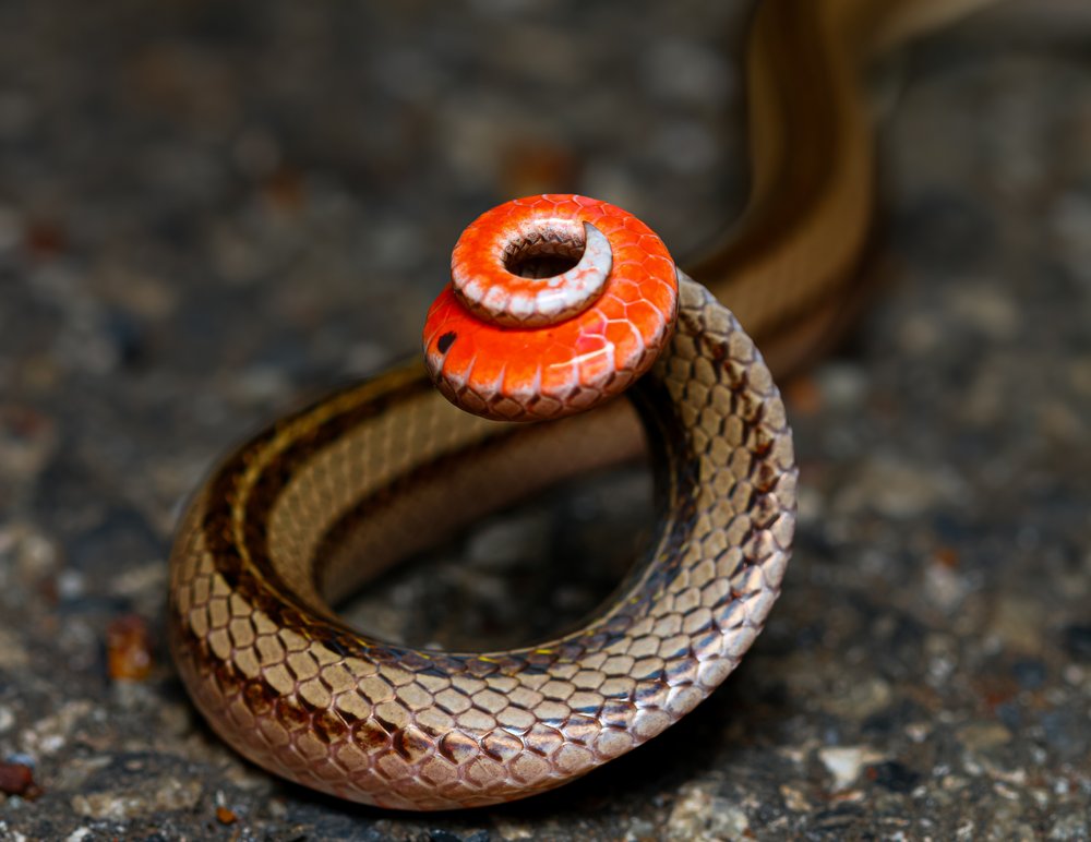 Coiled Orange Snake