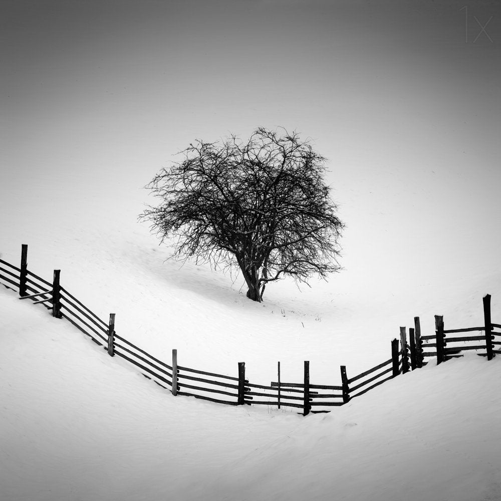 Solitary Winter Tree