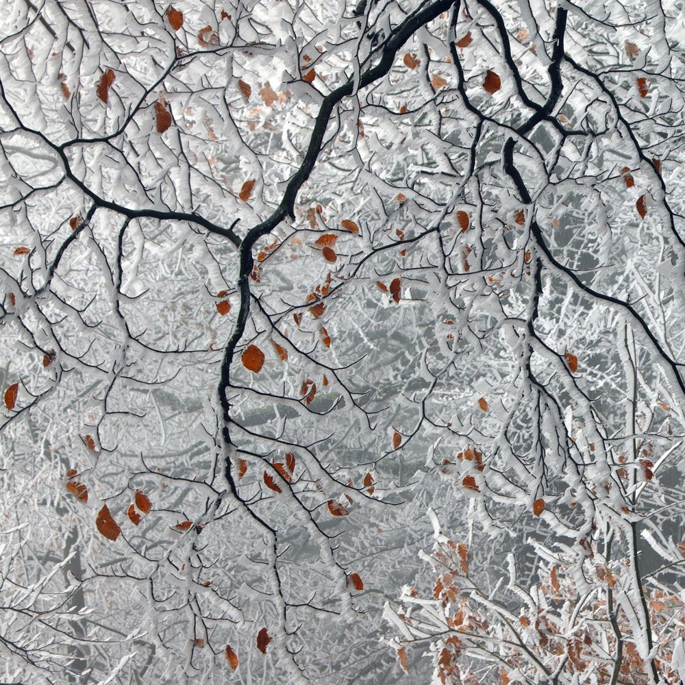 Winter Orange Leaves