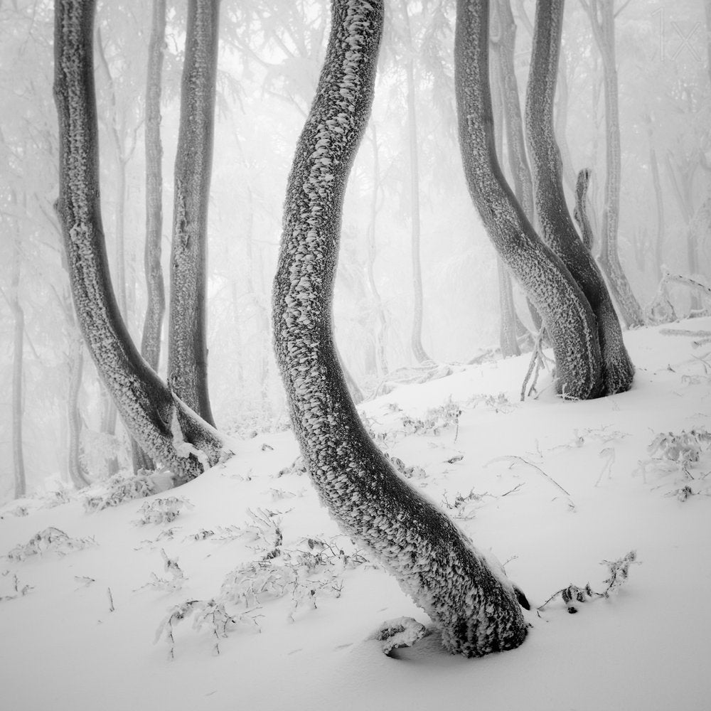 Frozen Winter Forest