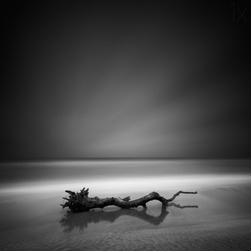 Dark Ocean Driftwood